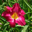 Hemerocallis Addis Ababa